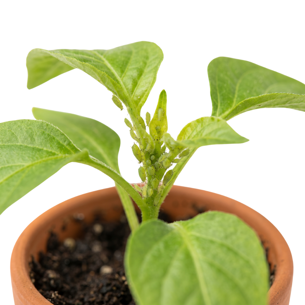 Aphids feeding on a plant stem