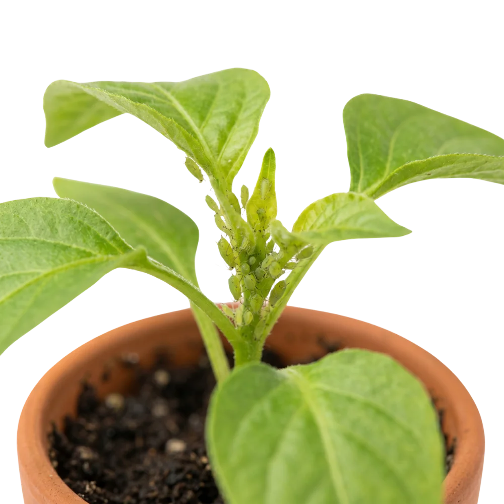 Aphids feeding on a plant stem