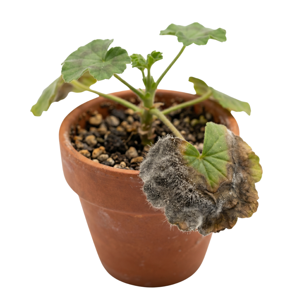 Grey botrytis mold on a plant