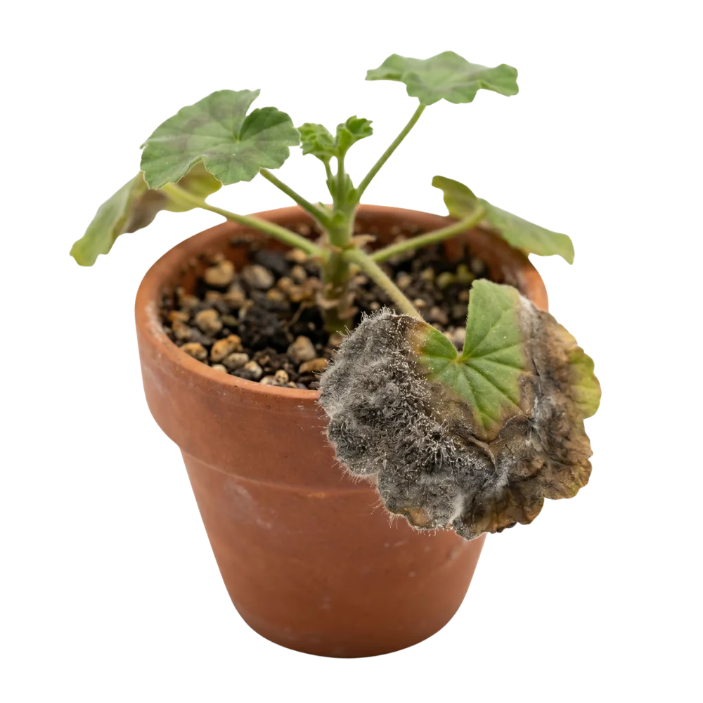 Grey botrytis mold on a plant
