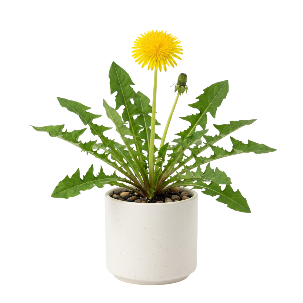 Dandelion plant in pot