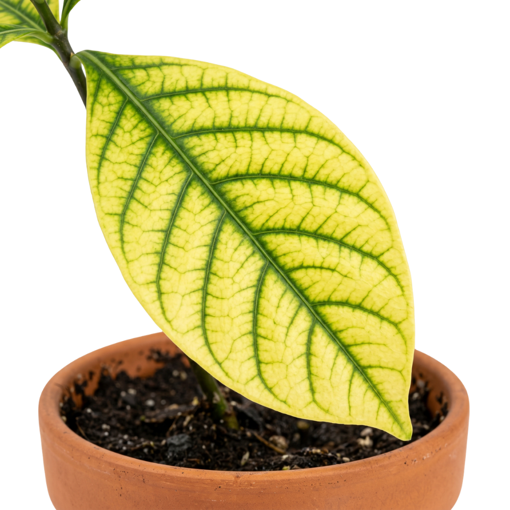 Interveinal chlorosis on a leaf