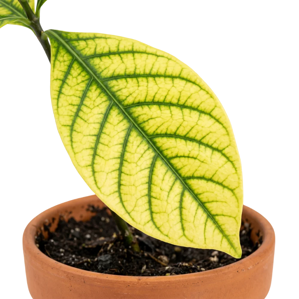 Interveinal chlorosis on a leaf