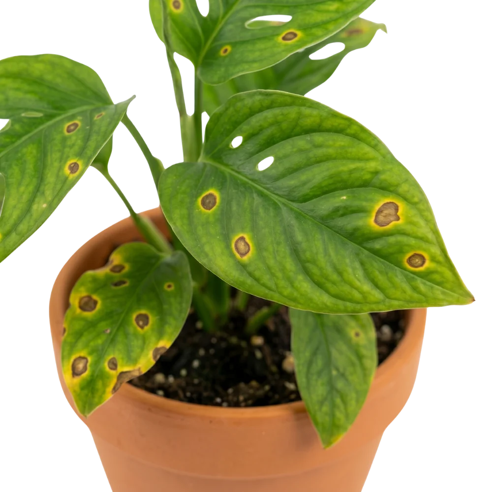 Dark spots on a green leaf