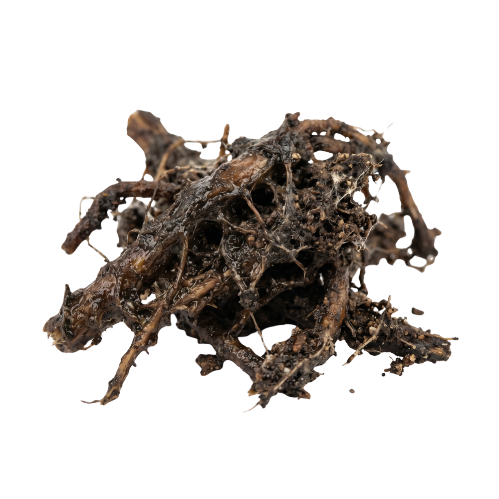 Root rot on a houseplant