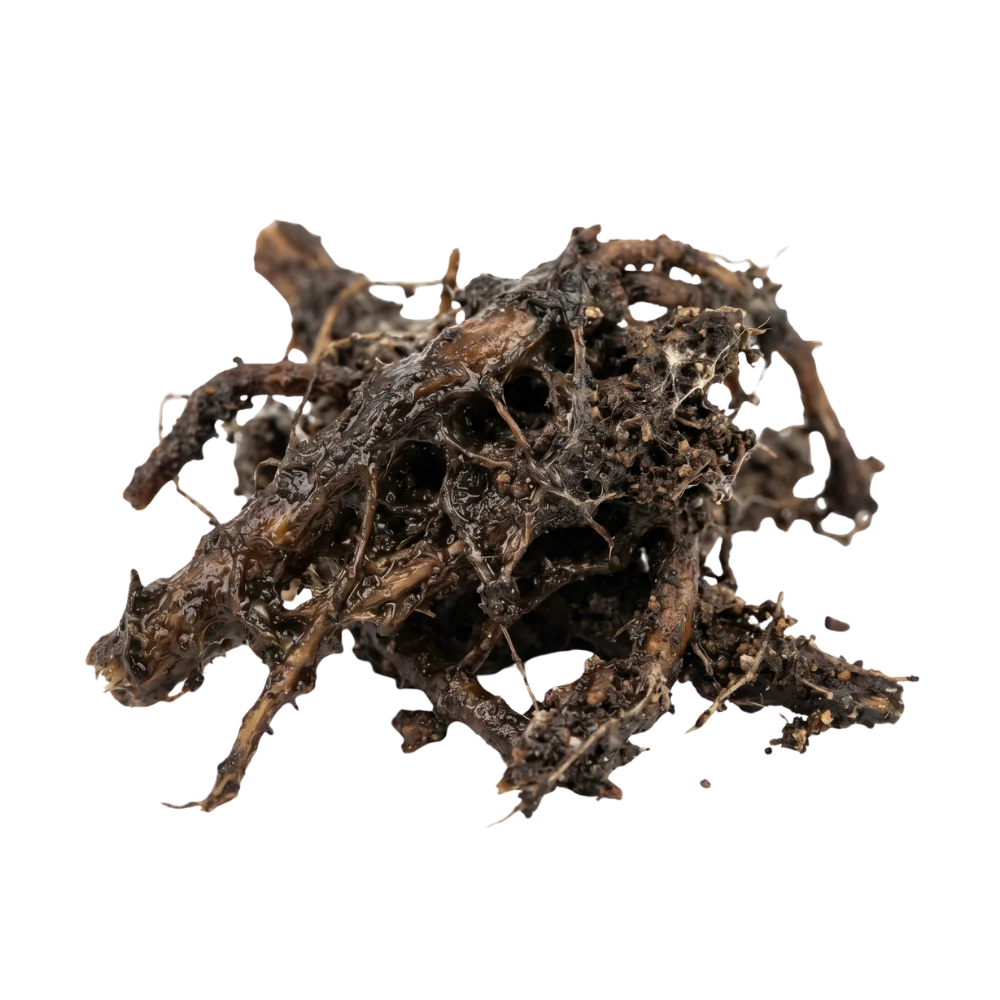 Root rot on a houseplant