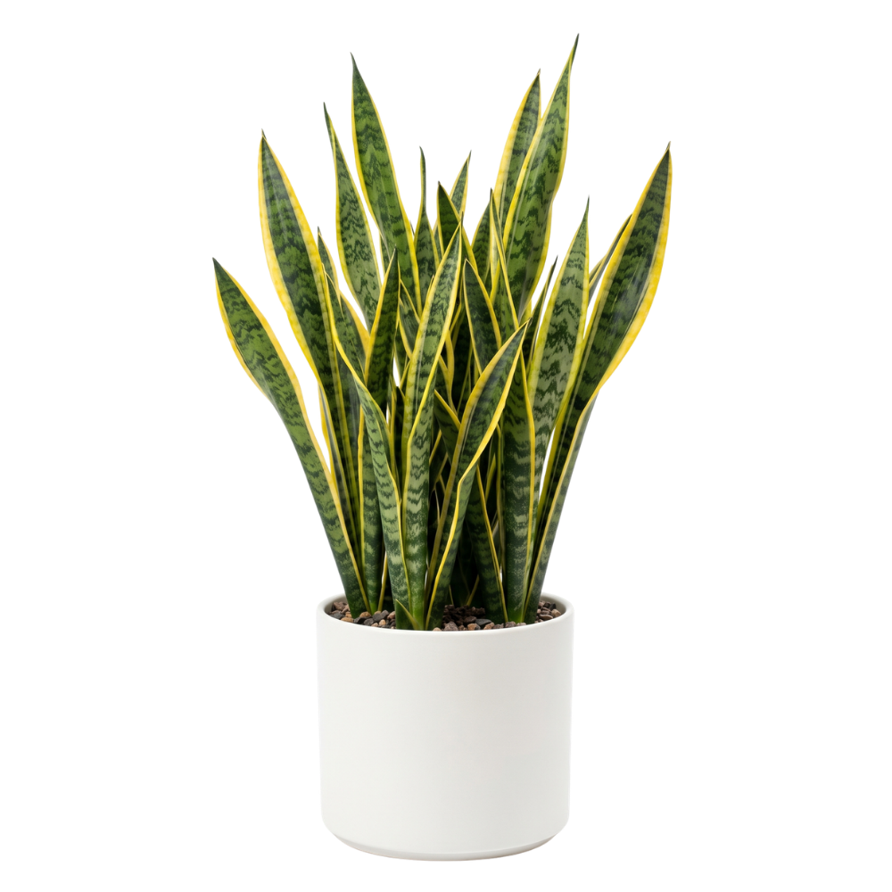 Snake plant in pot