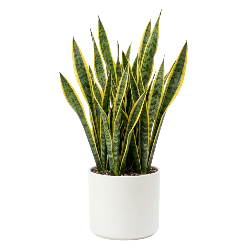 Snake plant in pot