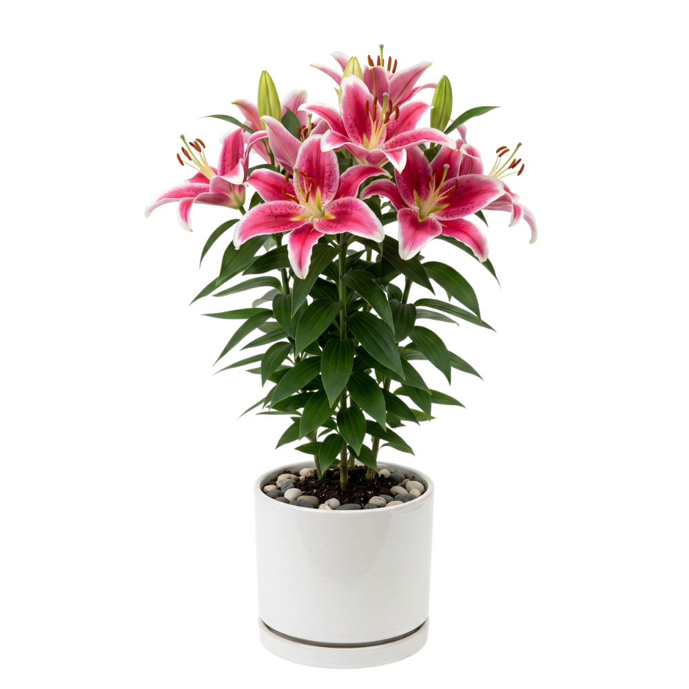 True Lilly Plant in pot