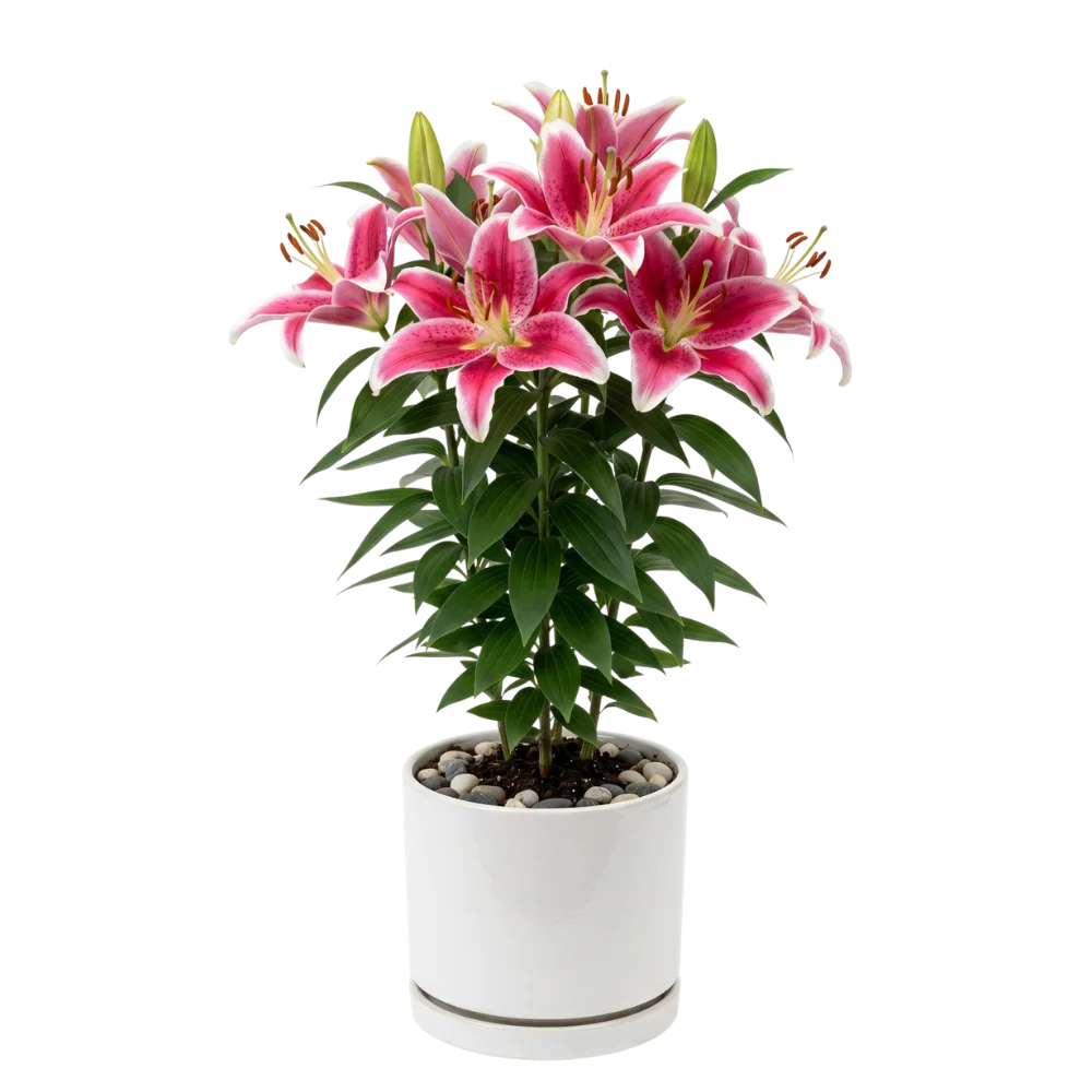True Lilly Plant in pot