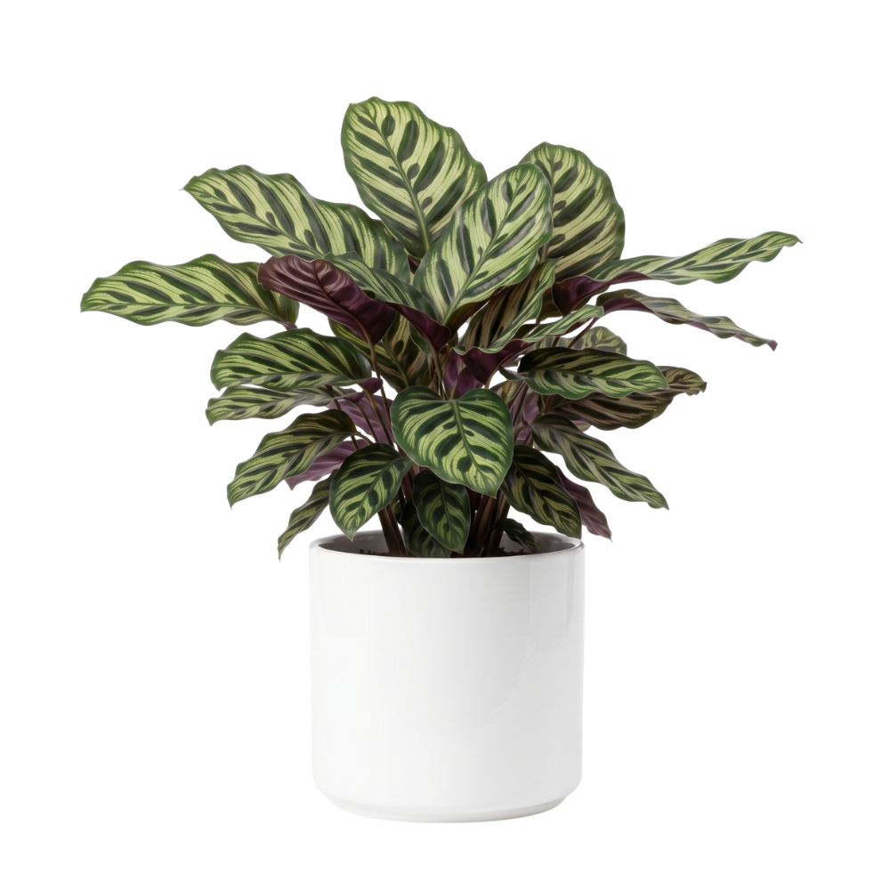 Calathea prayer plant in pot