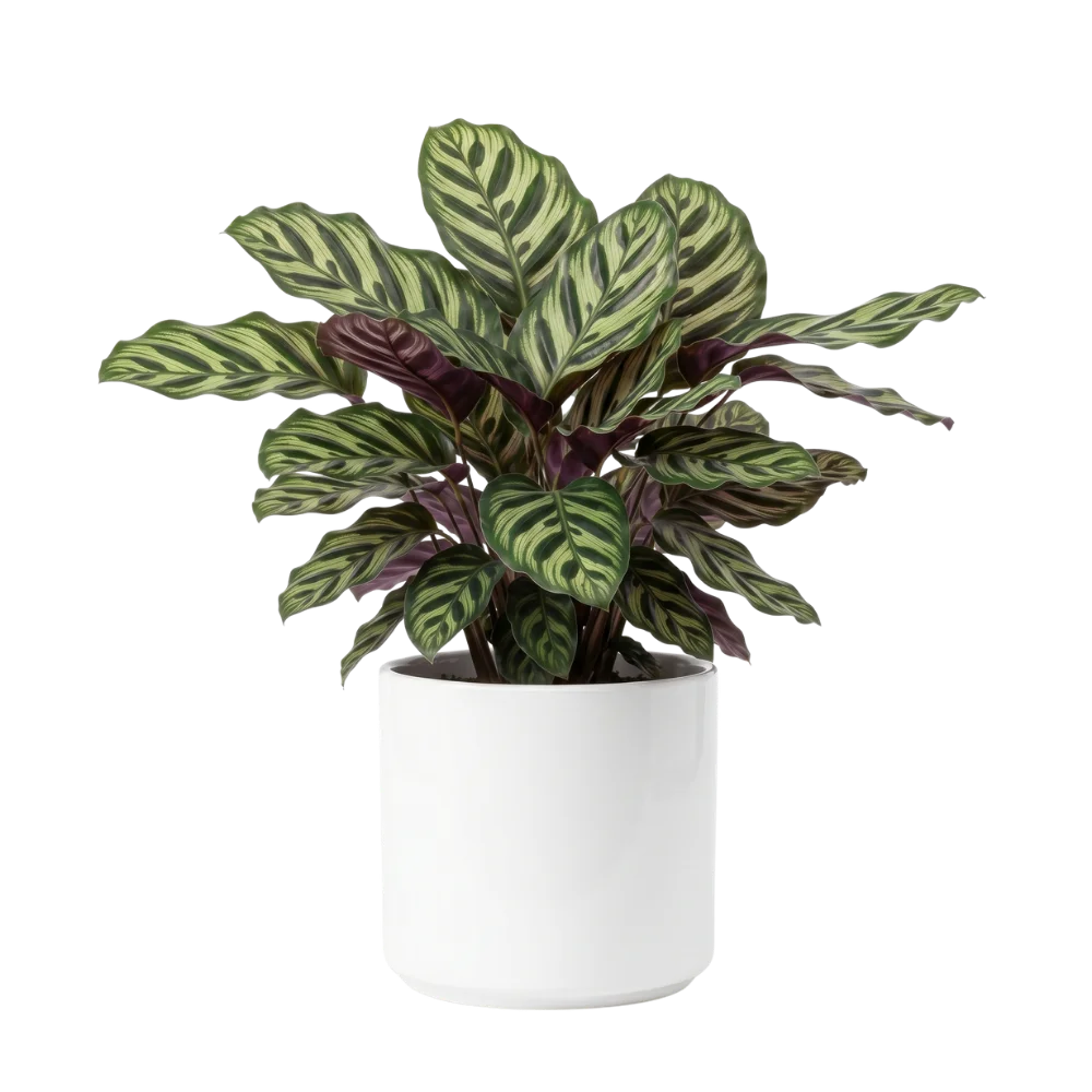 Calathea prayer plant in pot