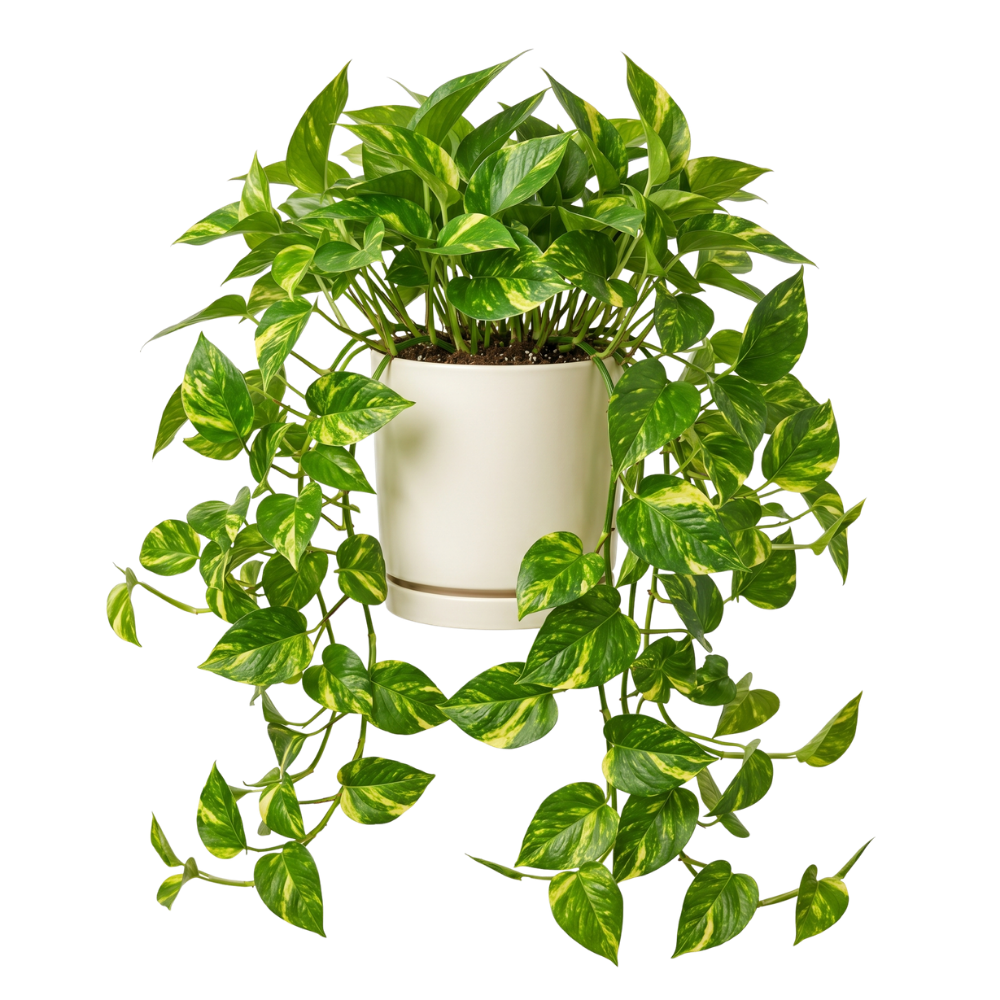 Golden pothos plant in pot