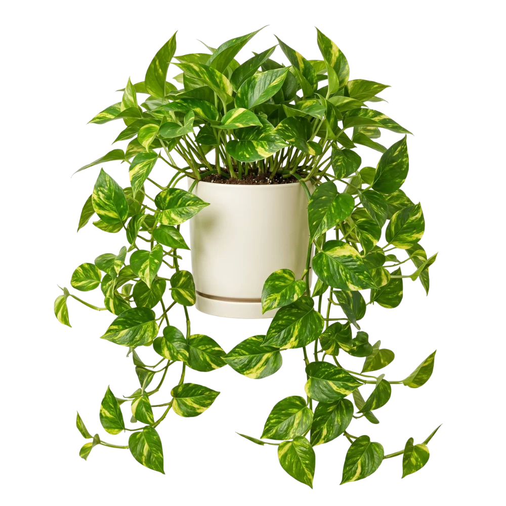 Golden pothos plant in pot