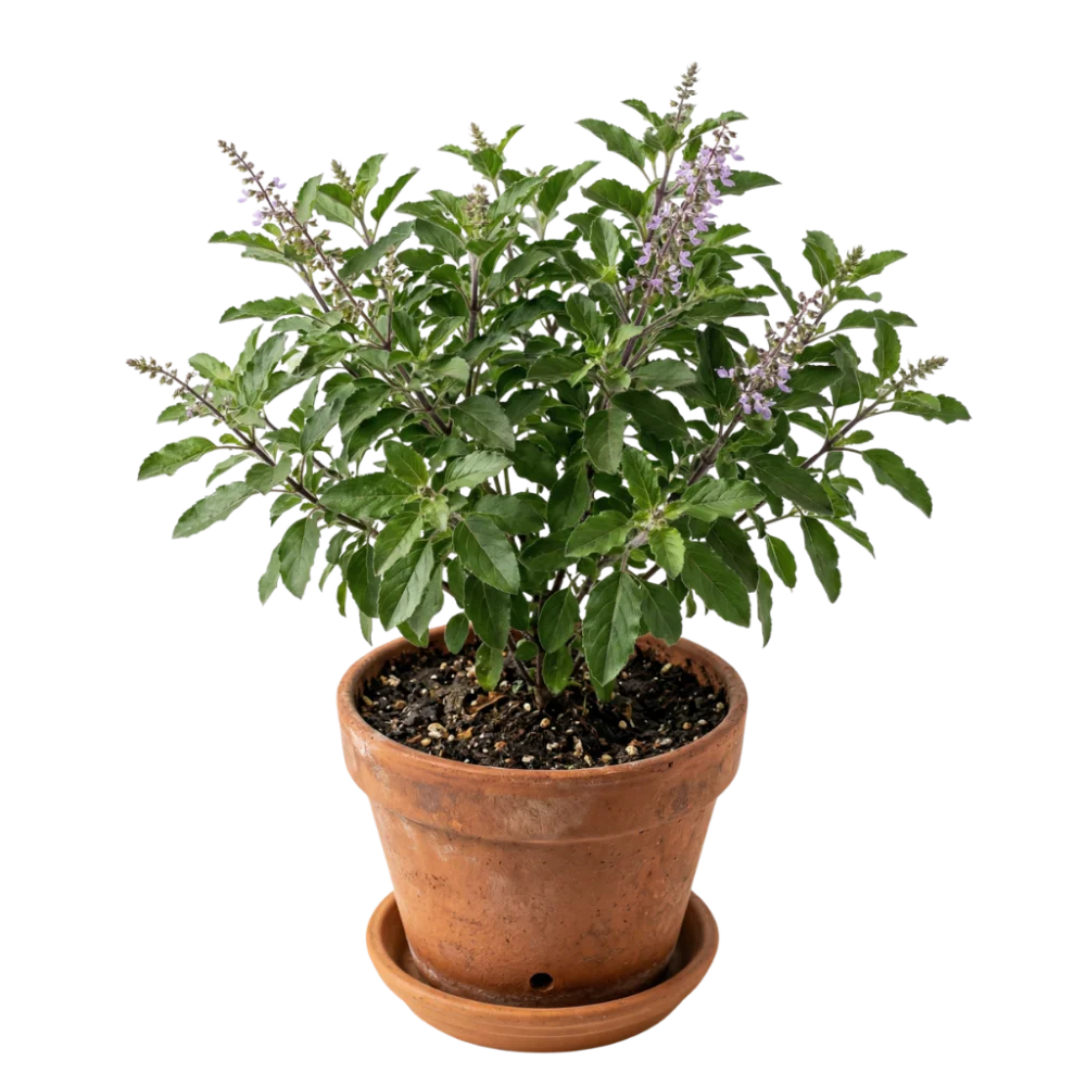 Herb