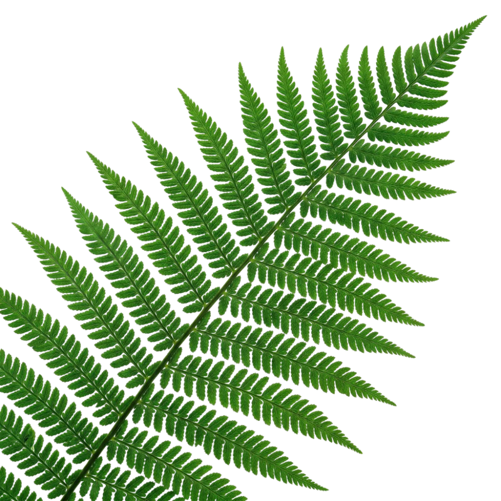 Fern
