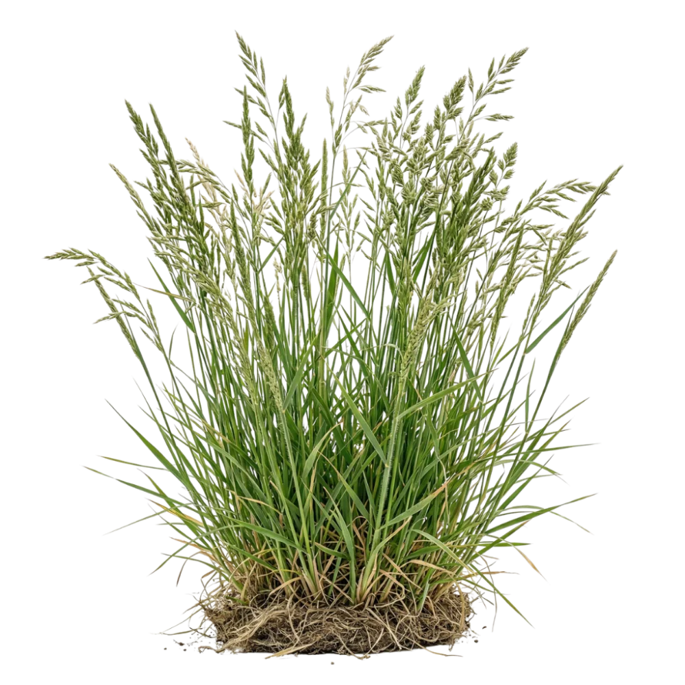 Grass