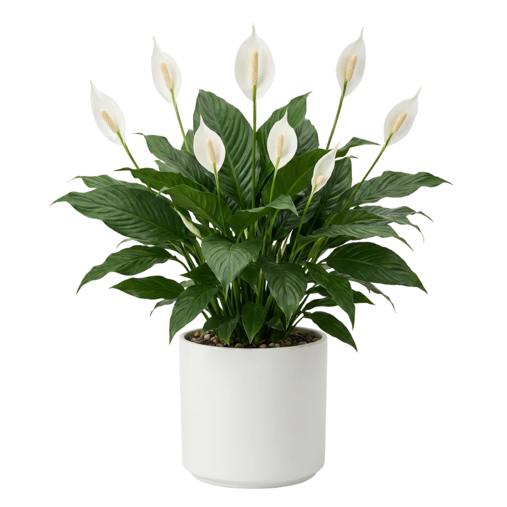 Peace lily plant in pot