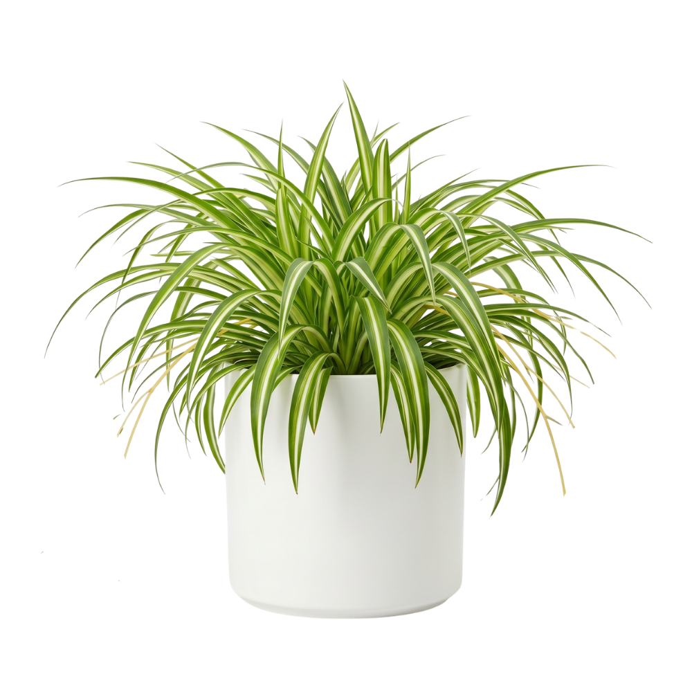Spider plant in pot