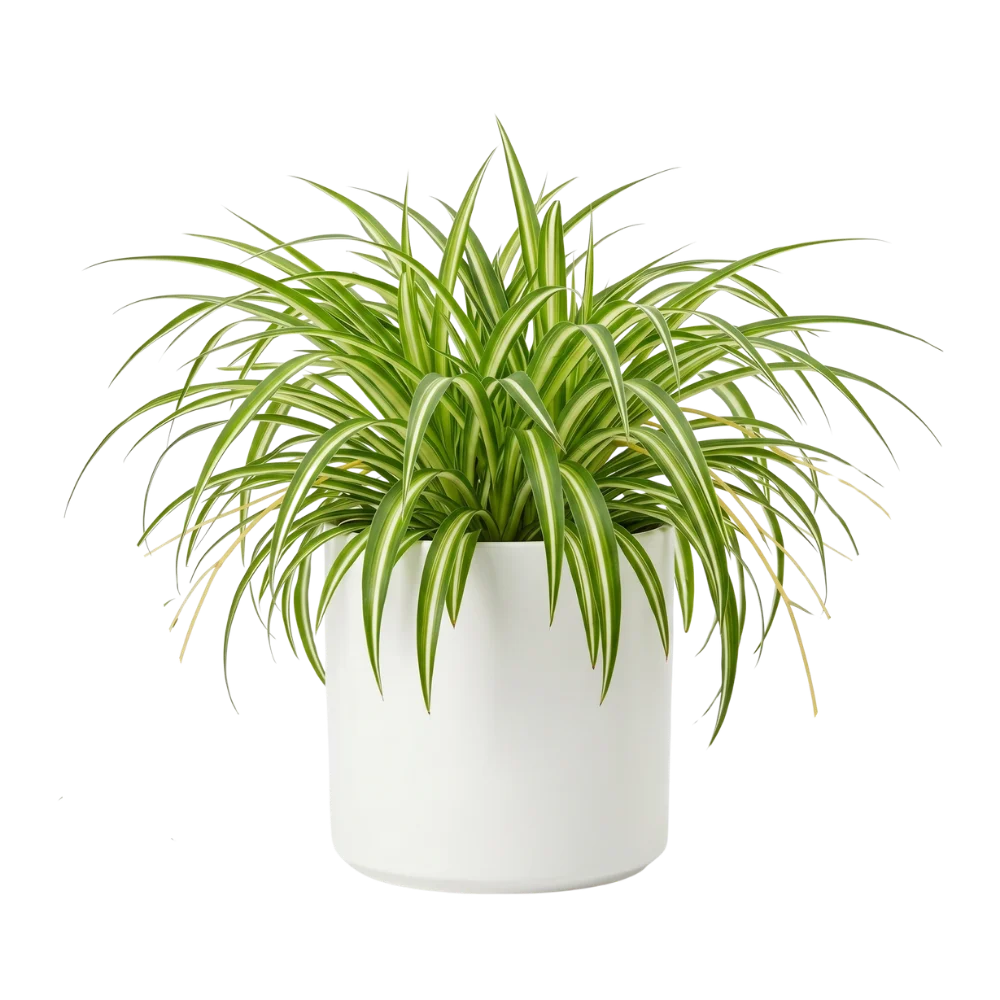 Spider plant in pot
