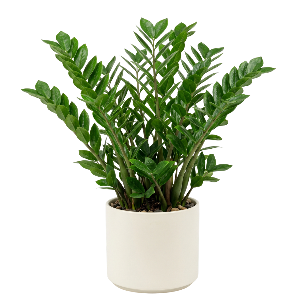 ZZ plant in pot